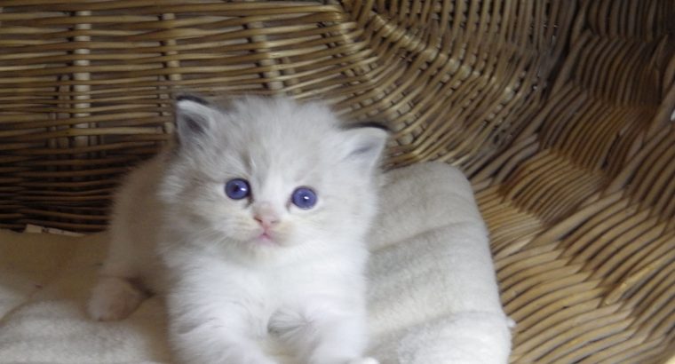 „Twister” Ragdoll Boy 💖😍😇😍 Über