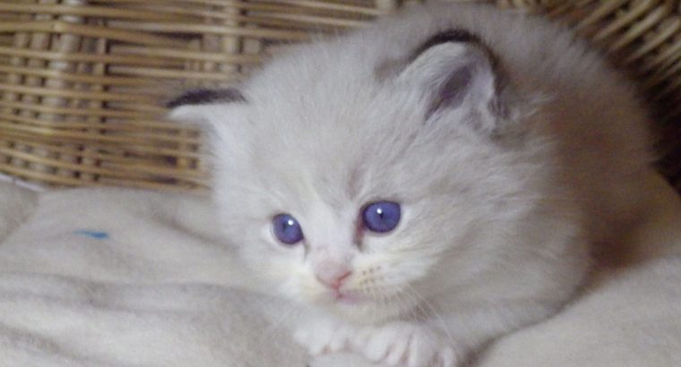 „Twister” Ragdoll Boy 💖😍😇😍 Über