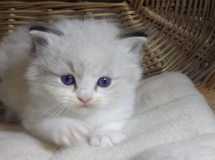 „Twister” Ragdoll Boy 💖😍😇😍 Über