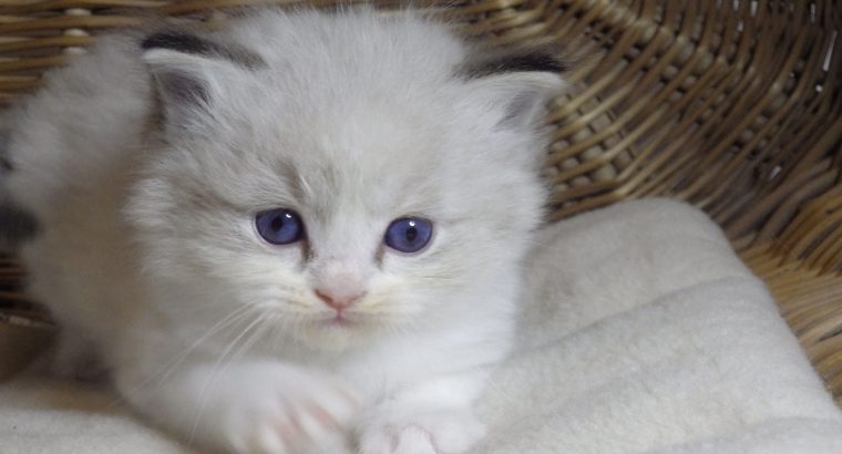 „Twister” Ragdoll Boy 💖😍😇😍 Über