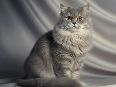 Brit hosszúszôrű kisfiú