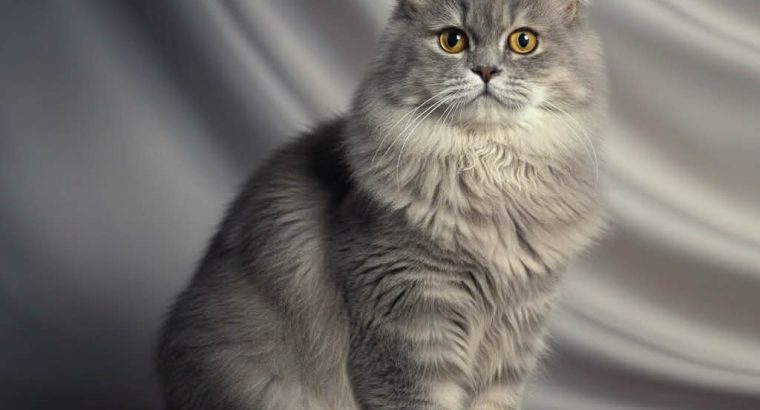 Brit hosszúszôrű kisfiú