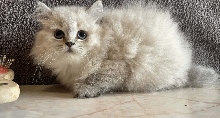 Brit hosszúszőrű blue point macska