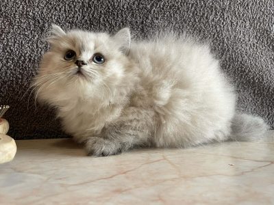 Brit hosszúszőrű blue point macska