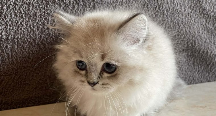 Brit hosszúszőrű blue point macska