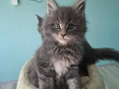 Bluecatsroyal Brendon