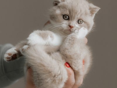 CELINE, a csodás brit hercegnő