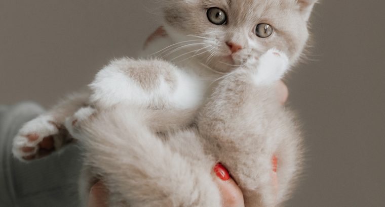 CELINE, a csodás brit hercegnő