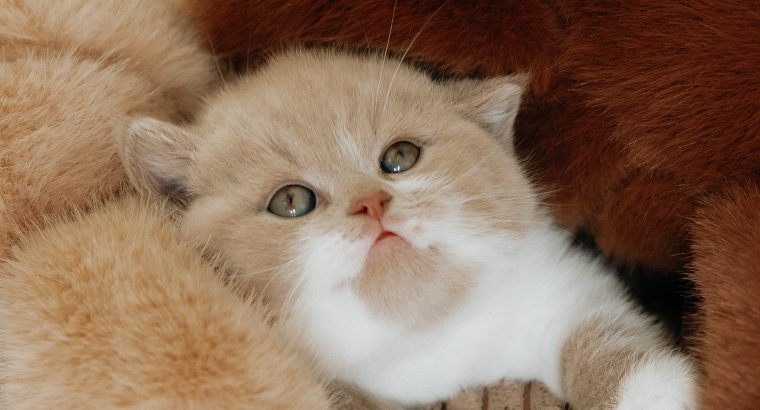 CELINE, a csodás brit hercegnő