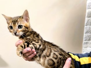 Márciustól repülhetem hozzád