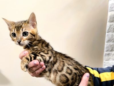 Márciustól repülhetem hozzád