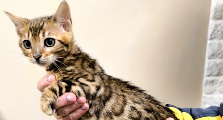 Márciustól repülhetem hozzád