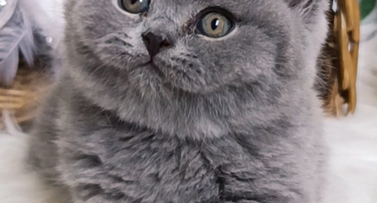 Azonnali dorombolás