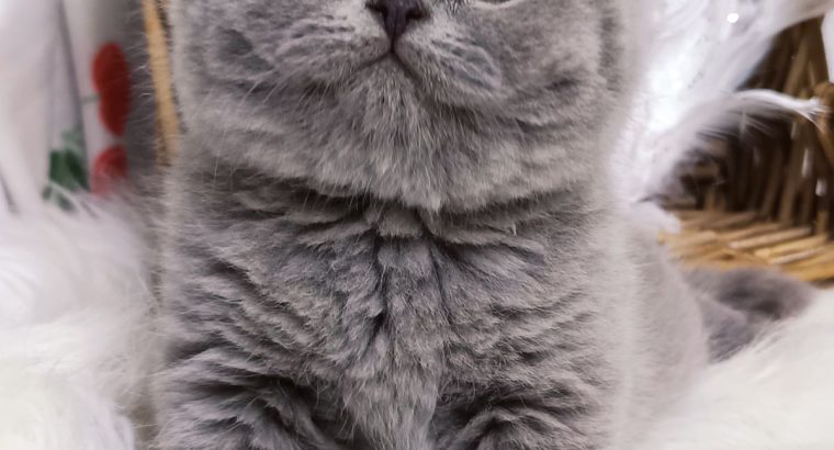 Azonnali dorombolás