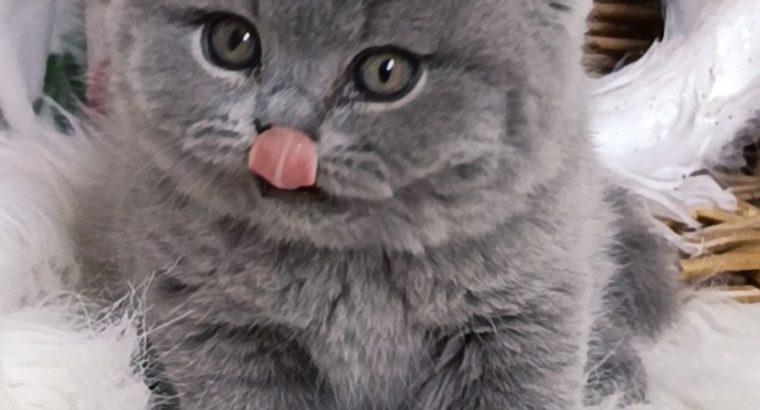 Azonnali dorombolás