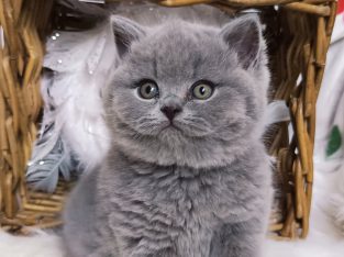 Azonnali dorombolás