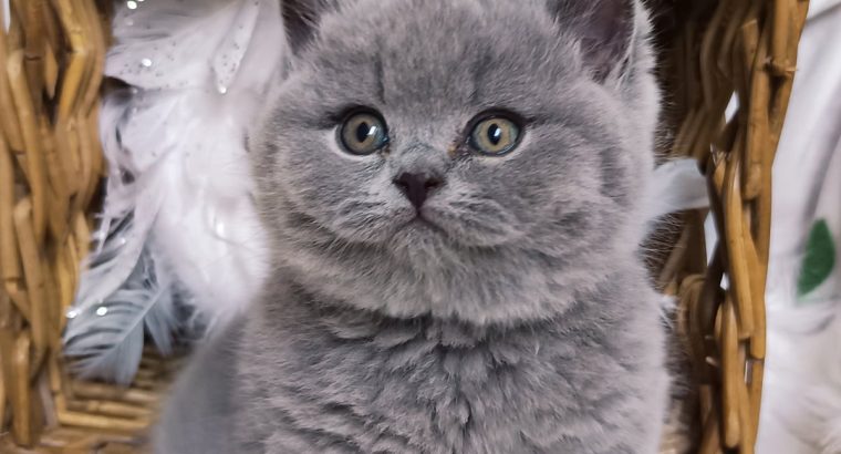 Azonnali dorombolás