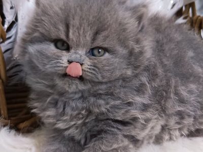 Vattacukor édesség