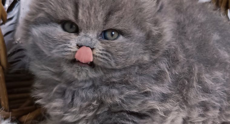 Vattacukor édesség