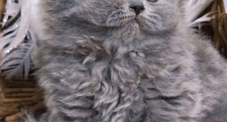 Vattacukor édesség