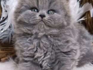 Vattacukor édesség