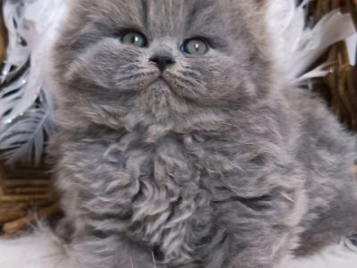 Vattacukor édesség