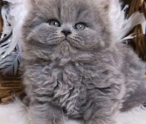 Vattacukor édesség