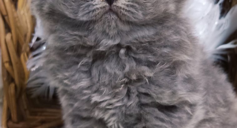 Vattacukor édesség