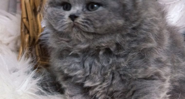 Vattacukor édesség