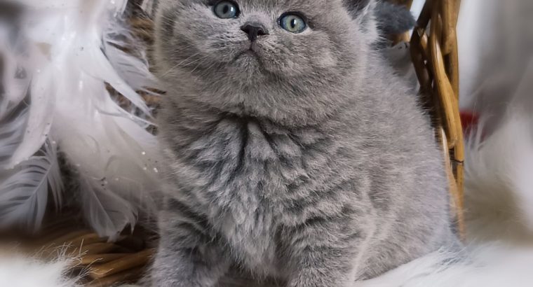 Kifinomult arisztokrácia