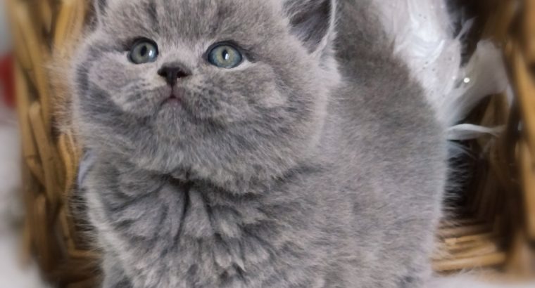 Kifinomult arisztokrácia