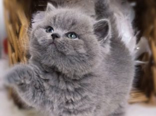 Kifinomult arisztokrácia