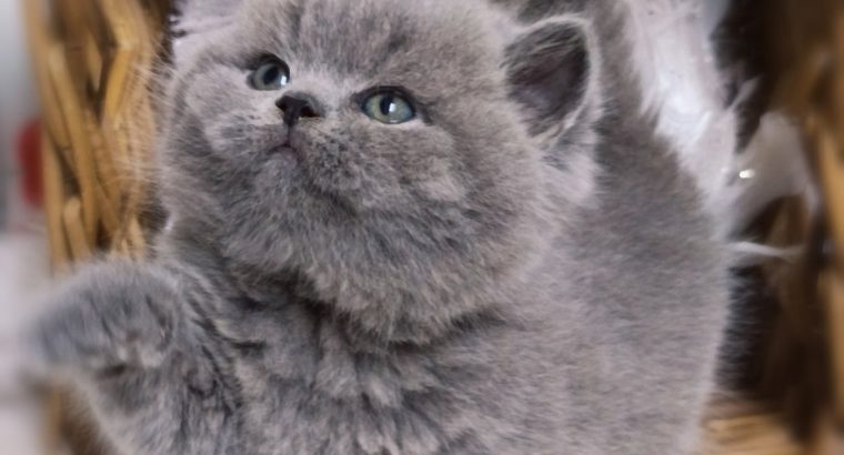 Kifinomult arisztokrácia