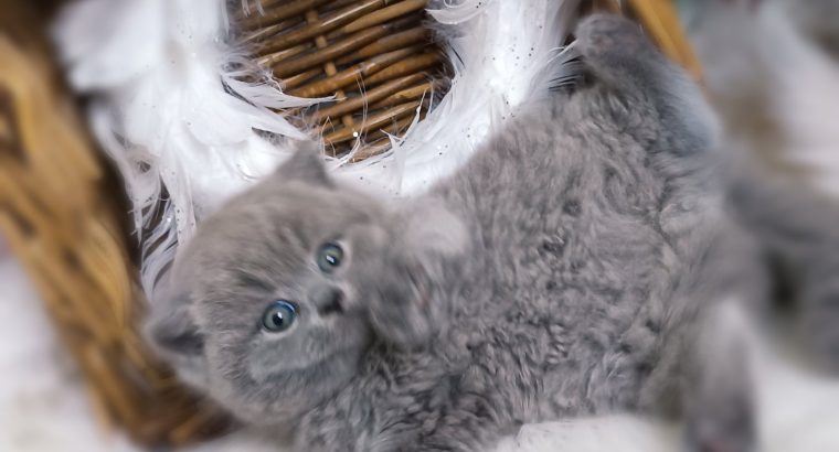 Kifinomult arisztokrácia