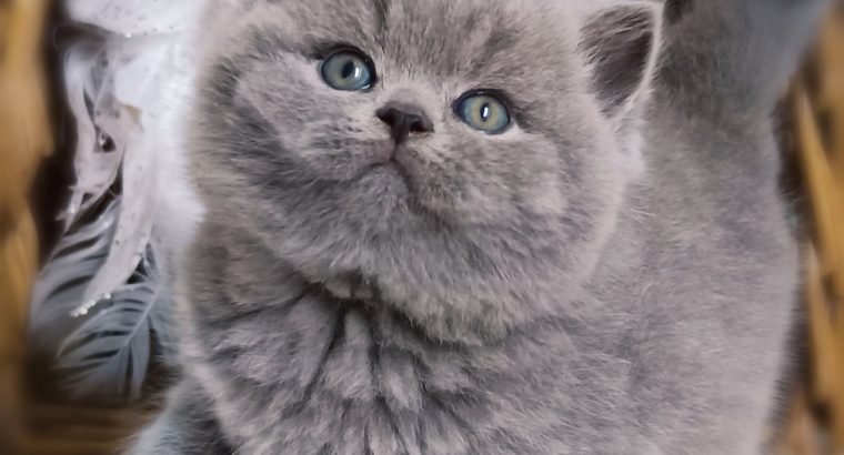 Kifinomult arisztokrácia