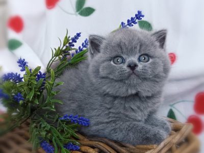 Kifogástalan jellem