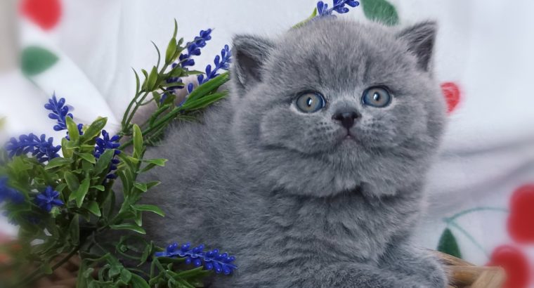 Kifogástalan jellem