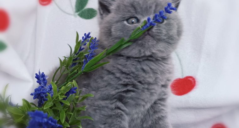 Kifogástalan jellem