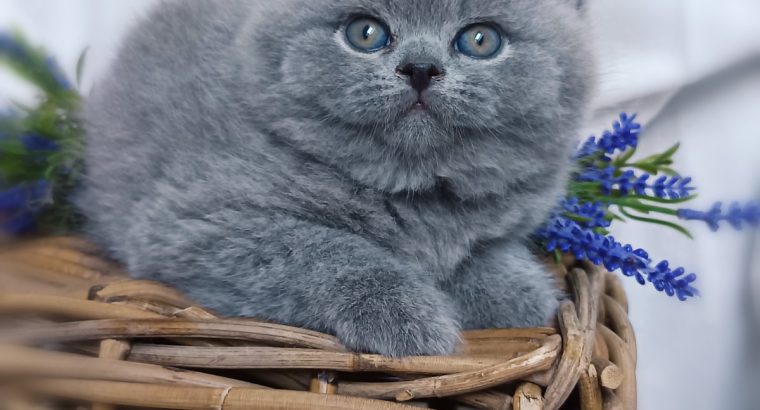 Kifogástalan jellem