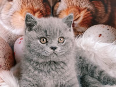 Azonnali dorombolás