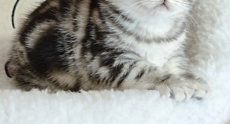 Brit rövidszőrű tabby kislány