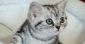 Brit rövidszőrű tabby kislány