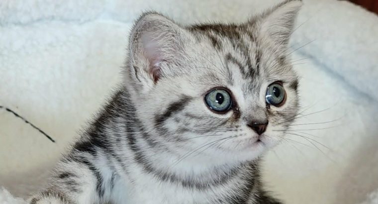 Brit rövidszőrű tabby kislány