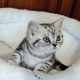 Brit rövidszőrű tabby kislány