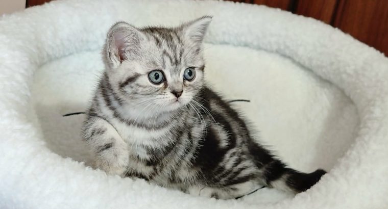 Brit rövidszőrű tabby kislány