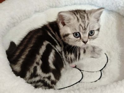 Brit rövidszőrű tabby kislány