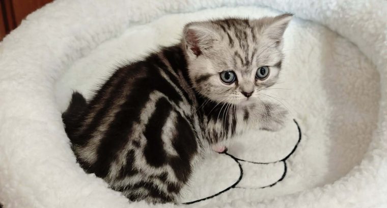 Brit rövidszőrű tabby kislány