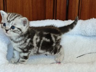 Brit rövidszőrű tabby kislány