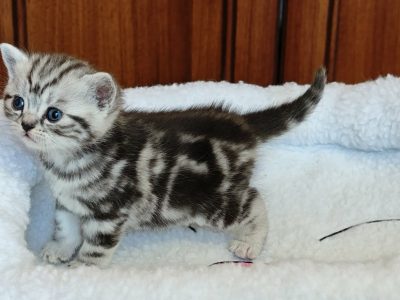 Brit rövidszőrű tabby kislány