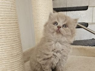 Colorful Universe Szimba